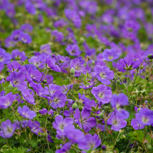12x Geranium 'Azure Rush' - ↕10-25cm - Ø9cm
