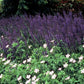 Steppen Salbei - 48x Salvia nem. 'Mainacht' - ↕10-25cm - Ø9cm