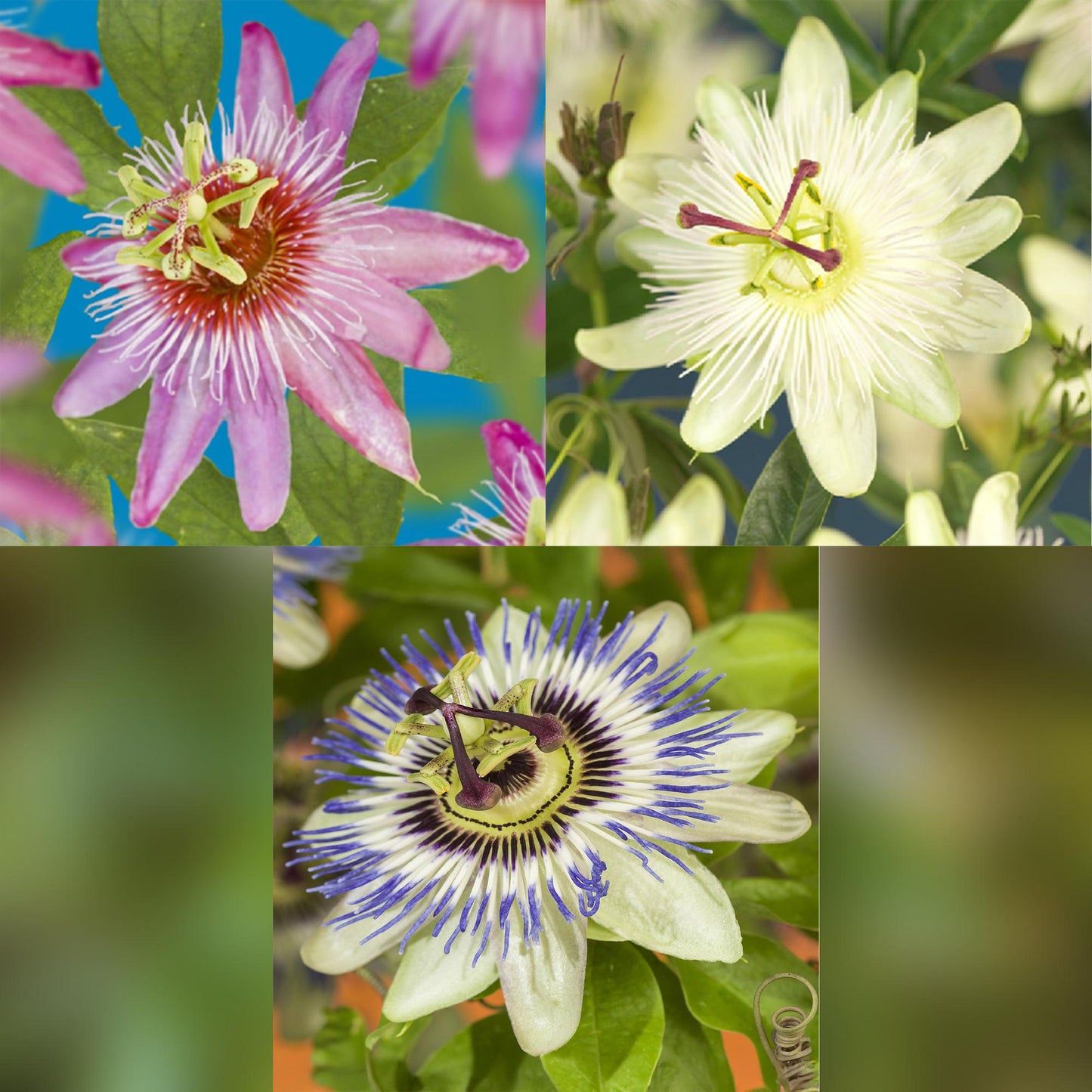 Passionsblume - Passiflora Tricolour - Blüte Rosa Weiß Lila - Wenig Pflege - 3 Pflanzen - Topf 11cm Höhe 40cm