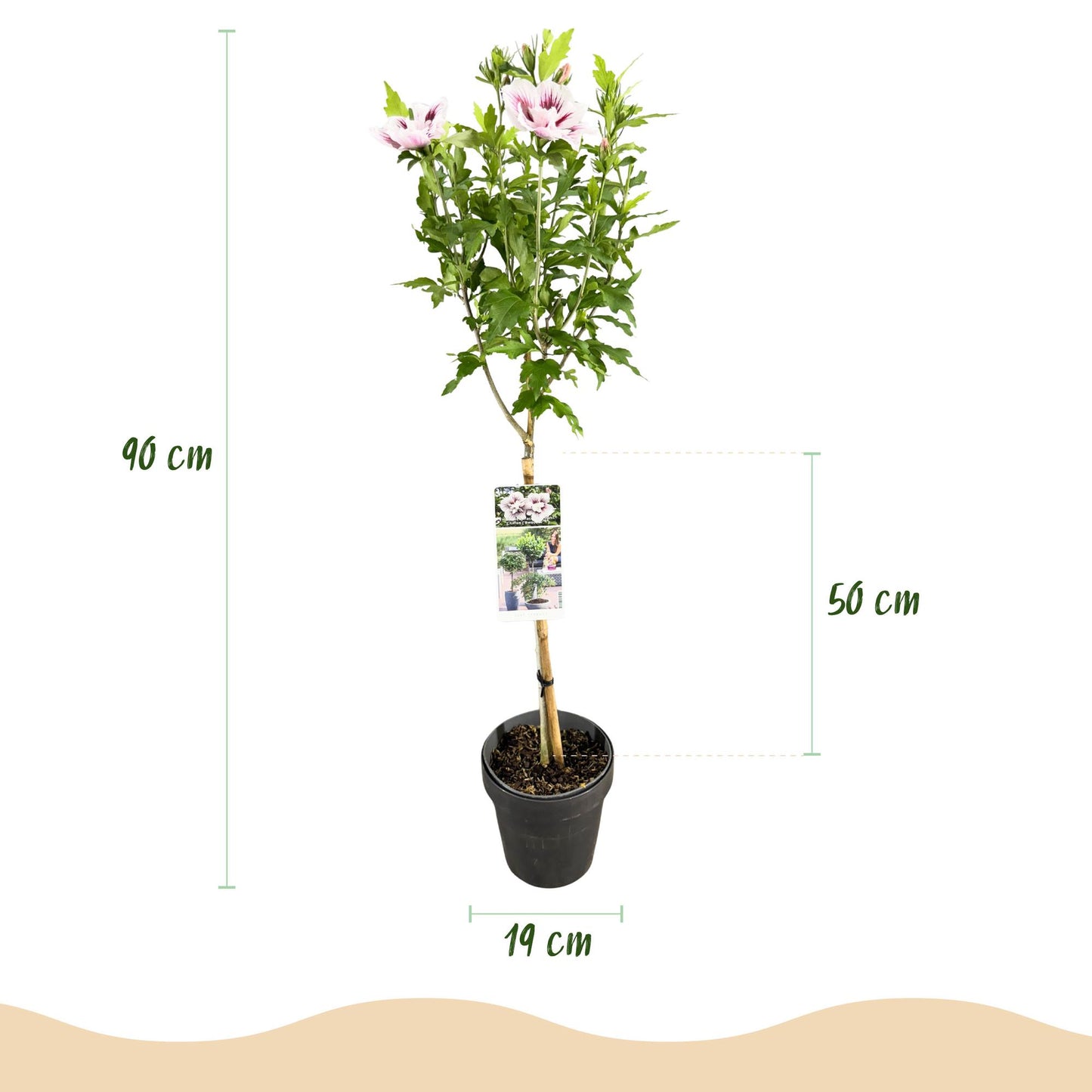 Hibiscus syriacus Starburst Chiffon® - Stamm-Pflanze - Terrassenpflanze - Laubabwerfend - Wenig Pflege - Topf 19cm Höhe 90cm