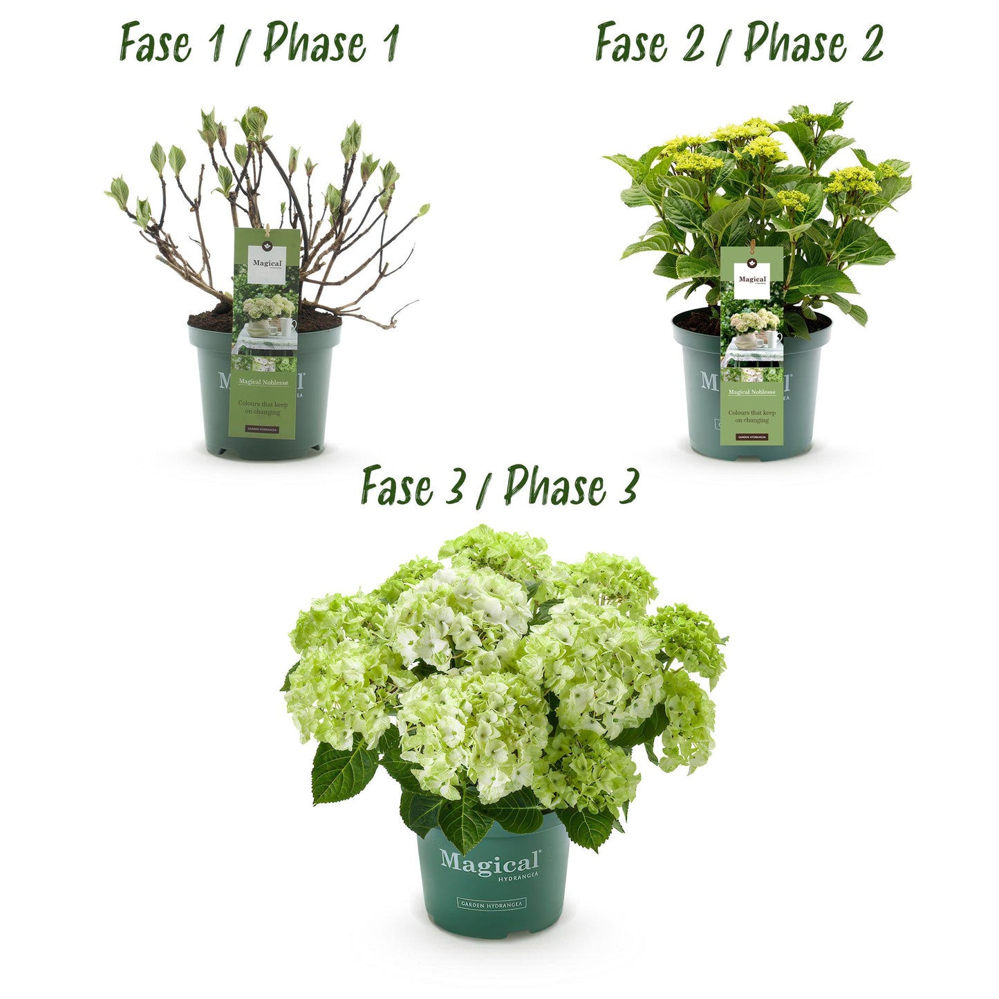 Hortensie - Hydrangea Magical Nobless - Weiß - 6-10 Blumen - 2 Pflanzen - Topf 23cm Höhe 55cm