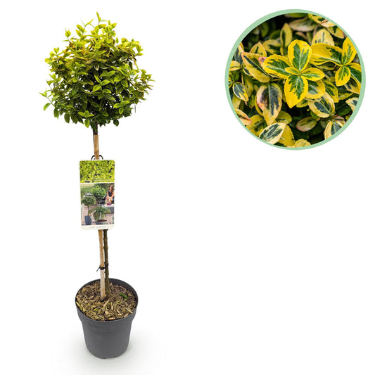 Stamm Pflanze - Euonymus fortunei Emerald n Gold - Terrassen Pflanze - Immergrün - Winterhart - Grün-Gelbe Blätter - Topf 19cm Höhe 90cm