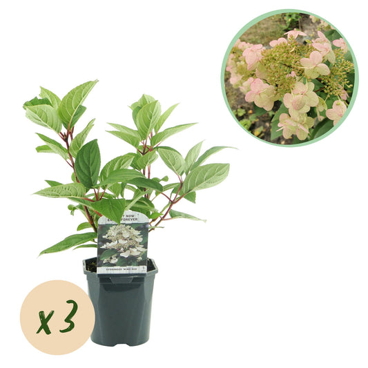 Rispenhortensie - Hydrangea panniculata Wims Red - Blüte Weiß Rot - 3 Pflanzen - 1 m2 - Laubabwerfend - Große Blüten - Topf 17cm Höhe 50cm