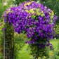 Kletterpflanze - Clematis Jackmanii - Blüte Blau - Wenig Pflege - 2 Pflanzen - Topf 11cm Höhe 40cm