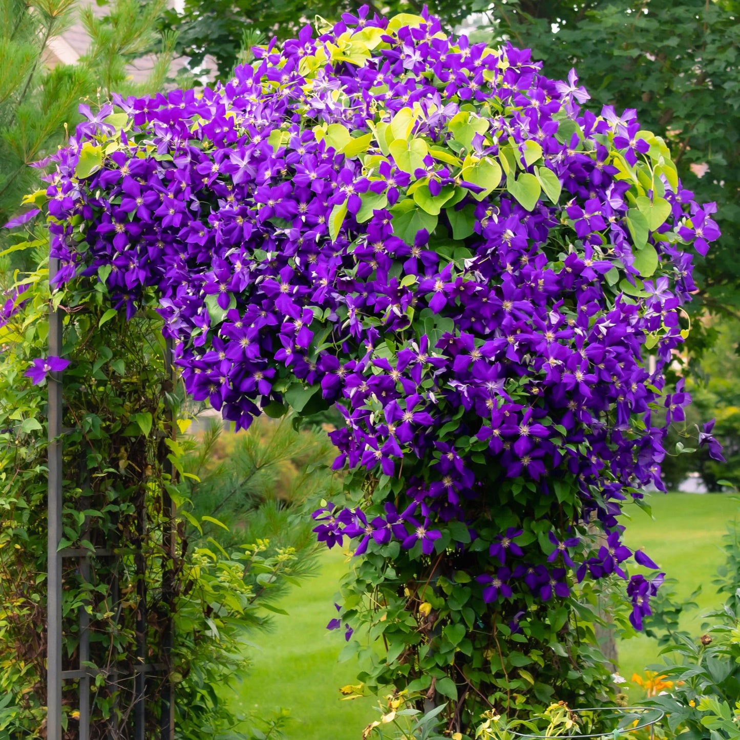 Kletterpflanze - Clematis Jackmanii - Blüte Blau - Wenig Pflege - 2 Pflanzen - Topf 11cm Höhe 40cm