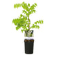 Blauregen - Wisteria floribunda Alba - Blüte Weiß - 1 Pflanze - Topf 11cm Höhe 40cm
