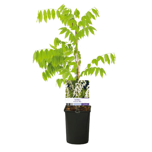 Blauregen - Wisteria floribunda Alba - Blüte Weiß - 1 Pflanze - Topf 11cm Höhe 40cm