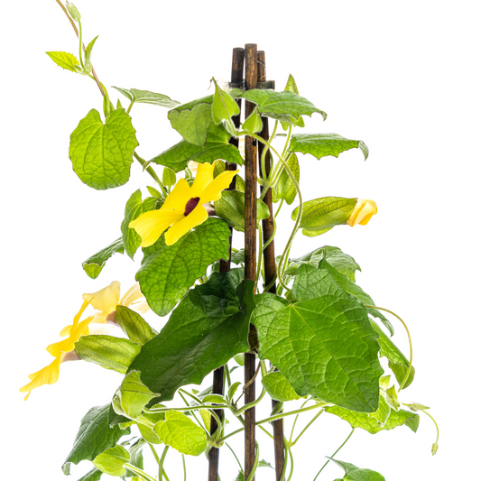 Thunbergia alata Sunny Susy Yellow Ø13 cm - ↕60 cm, 4 Stck.