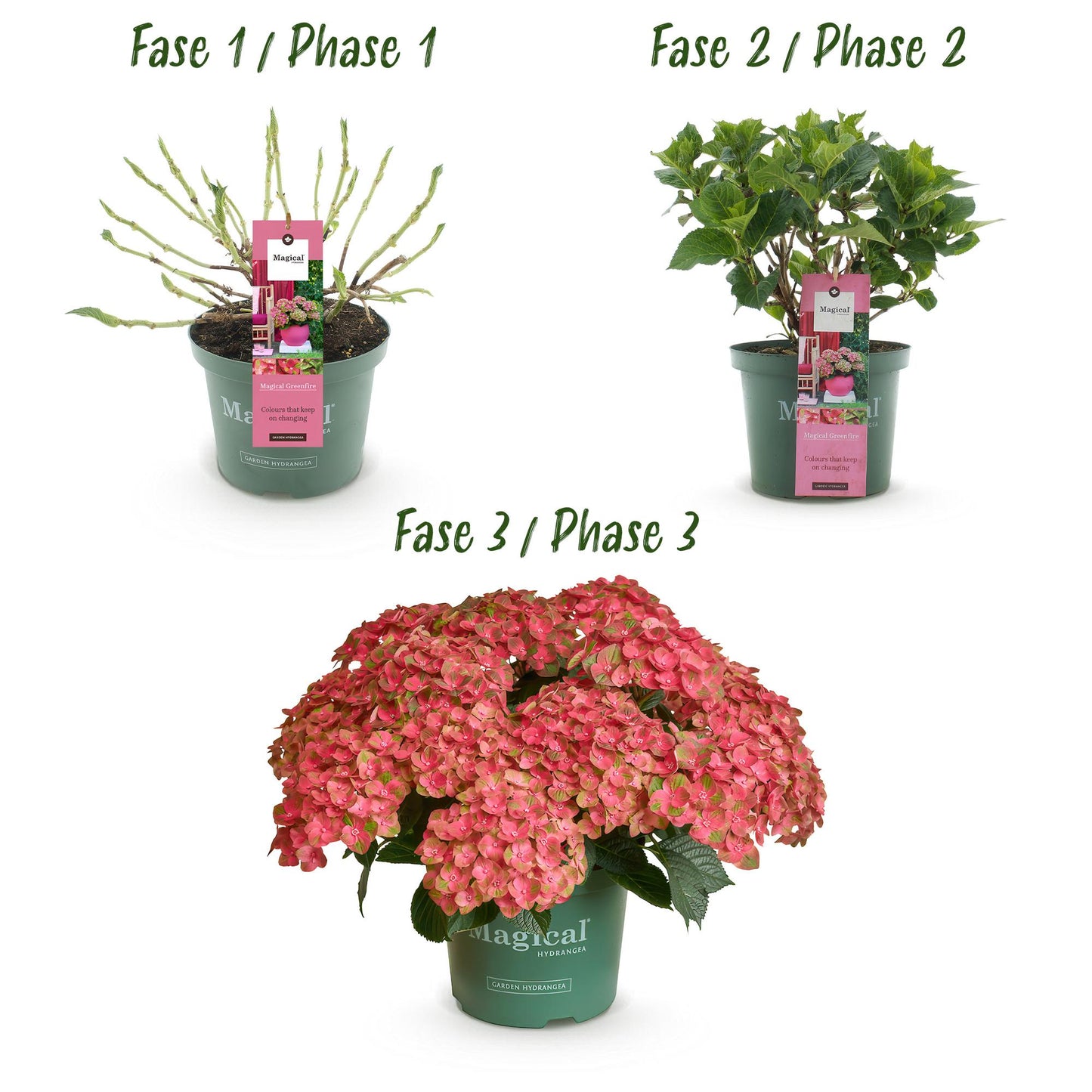 Hortensie - Hydrangea Magical Green Fire - Rosa Grün - 6-10 Blumen - Topf 23cm Höhe 55cm