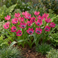 25x Tulipa Little Beauty - Tulpe Little Beauty - Rosa - Frühlingsblüher - Zwiebelgröße 6/+