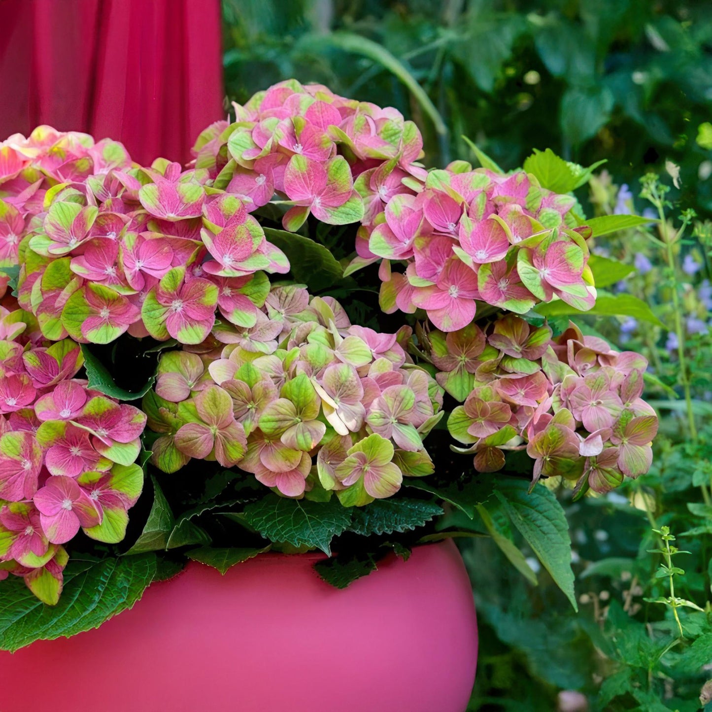 Hortensie - Hydrangea Magical Green Fire - Rosa Grün - 6-10 Blumen - Topf 23cm Höhe 55cm