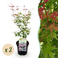 Japanischer Ahorn - Acer palmatum Phoenix - Rosa - 2 Pflanzen - Laubabwerfend - Topf 19cm Höhe 70cm