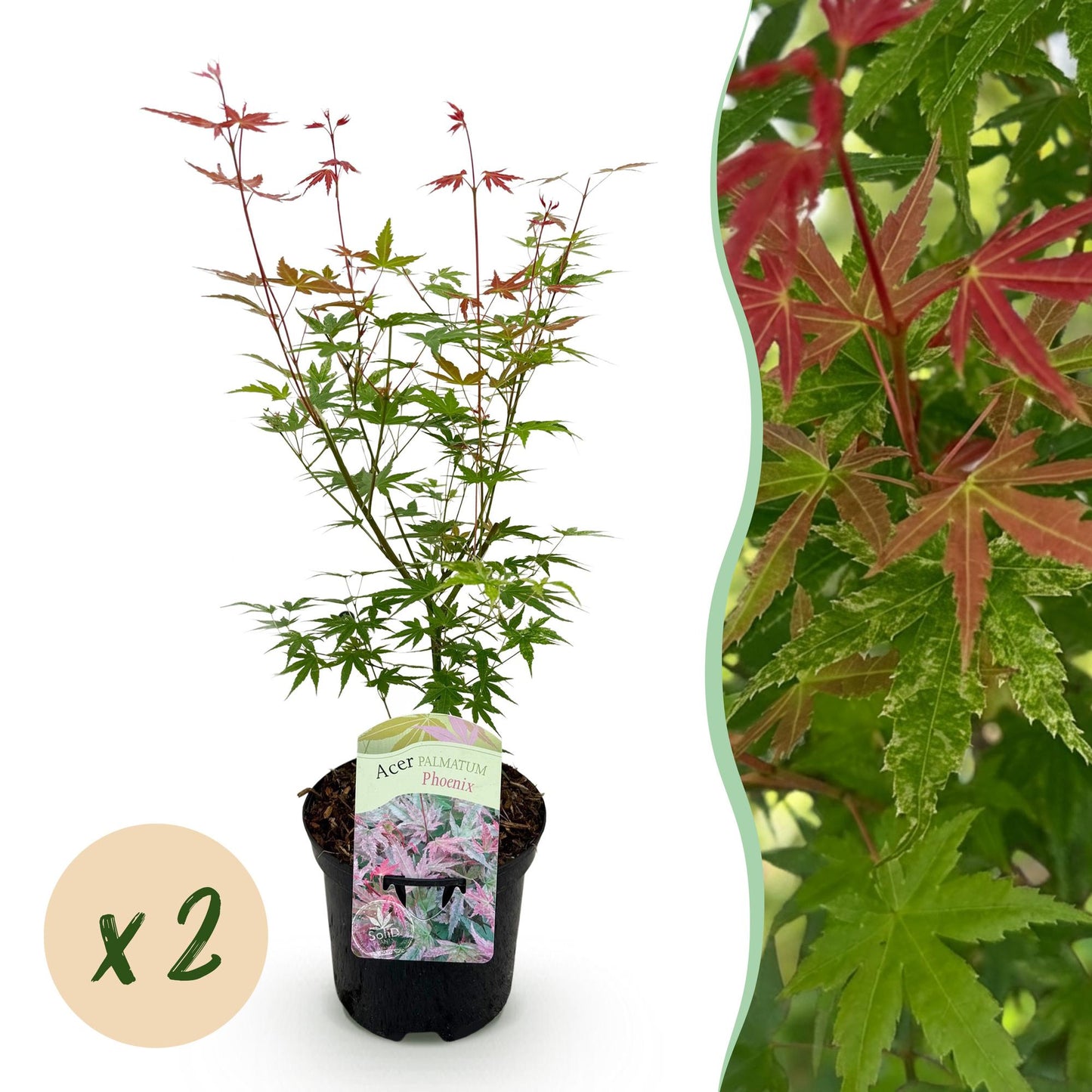 Japanischer Ahorn - Acer palmatum Phoenix - Rosa - 2 Pflanzen - Laubabwerfend - Topf 19cm Höhe 70cm