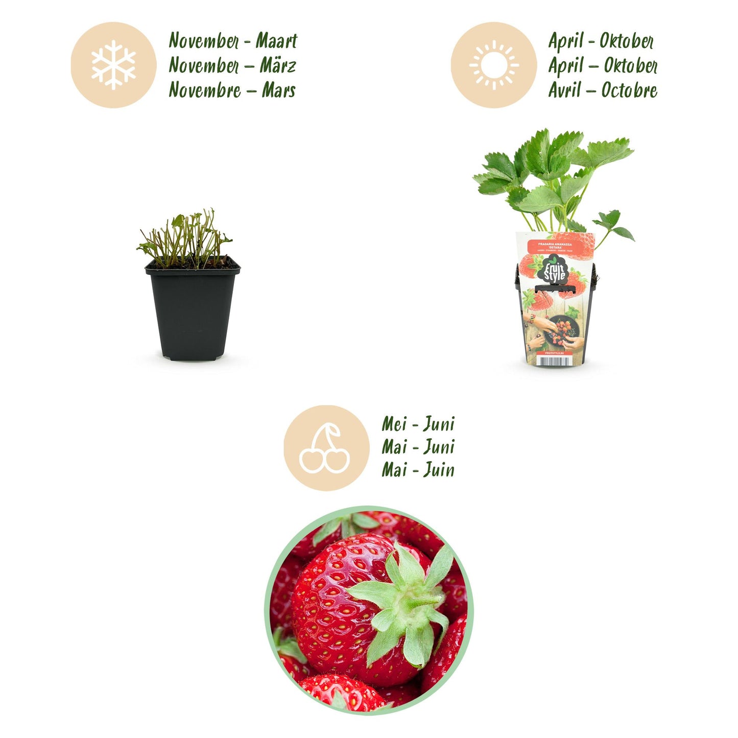 Obstpflanzen - Erdbeere - Fragaria Elvira - Winterhart - 6 Pflanzen - Topf 9 cm - Rote Erdbeere