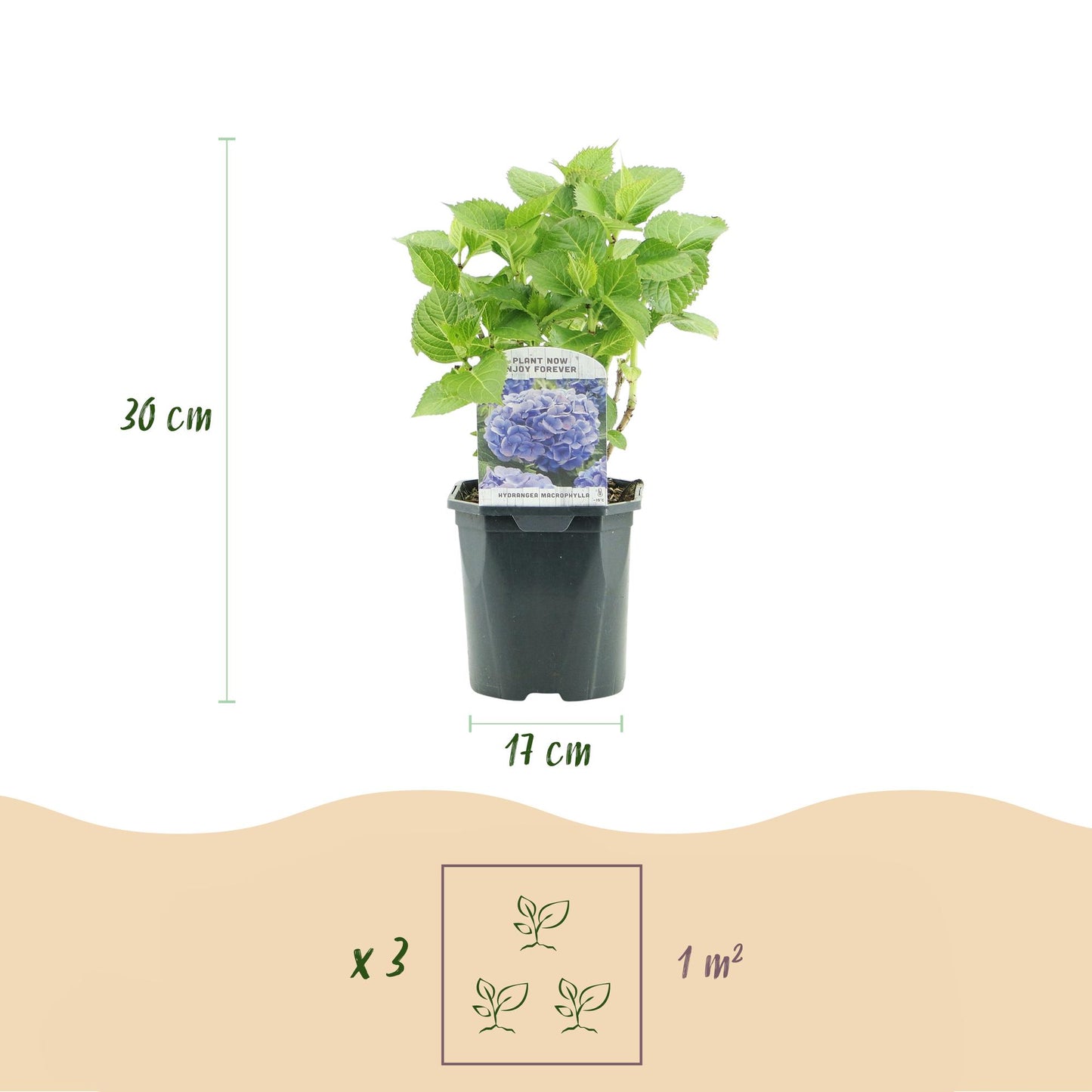 Hortensie - Hydrangea macrophylla Blau - Blüte Blau - 1 Pflanze - Laubabwerfend - Wenig Pflege - Topf 17cm Höhe 30cm