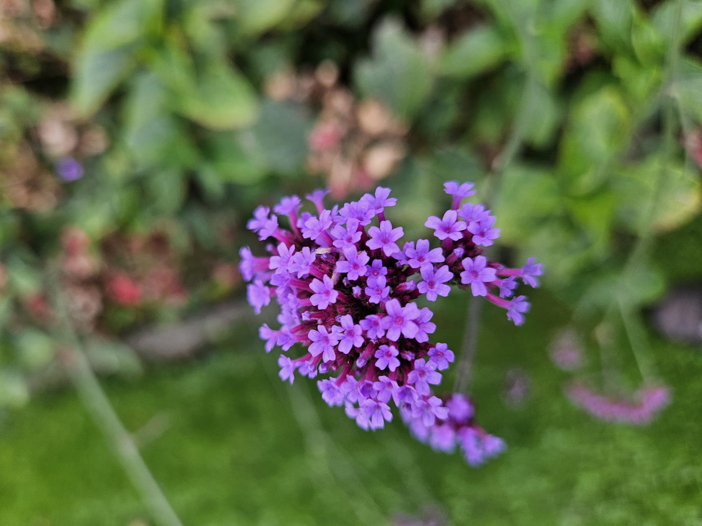 Verbena bon. 'Lollipop' - ↕10-25cm - Ø9cm - 48x