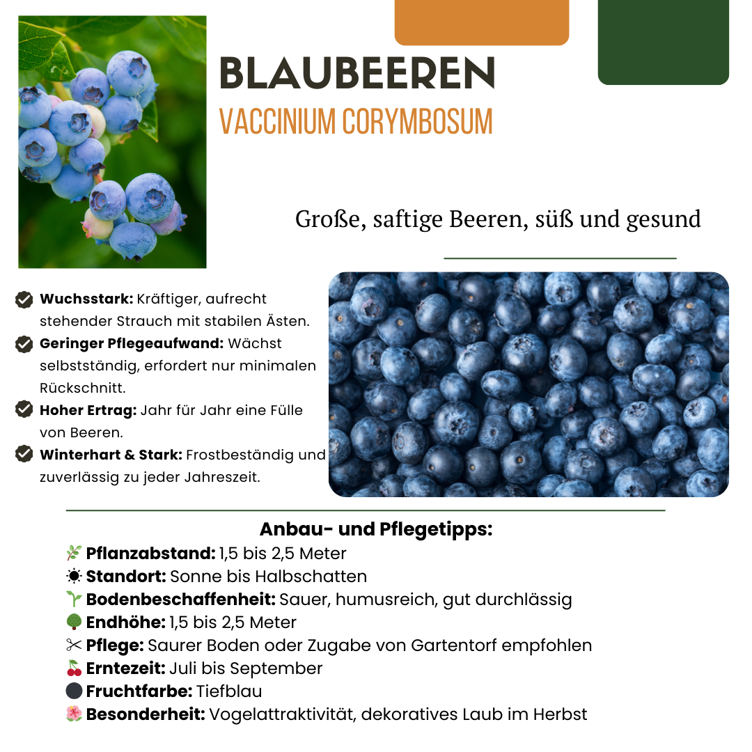3 x Heidelbeerpflanzen BIO – Ø 13 cm – ↨ 20 cm