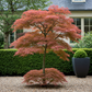 Japanischer Ahorn - Acer palmatum Jerre Swarts - Dunkelrot - 1 Pflanze - Laubabwerfend - Topf 19cm Höhe 70cm