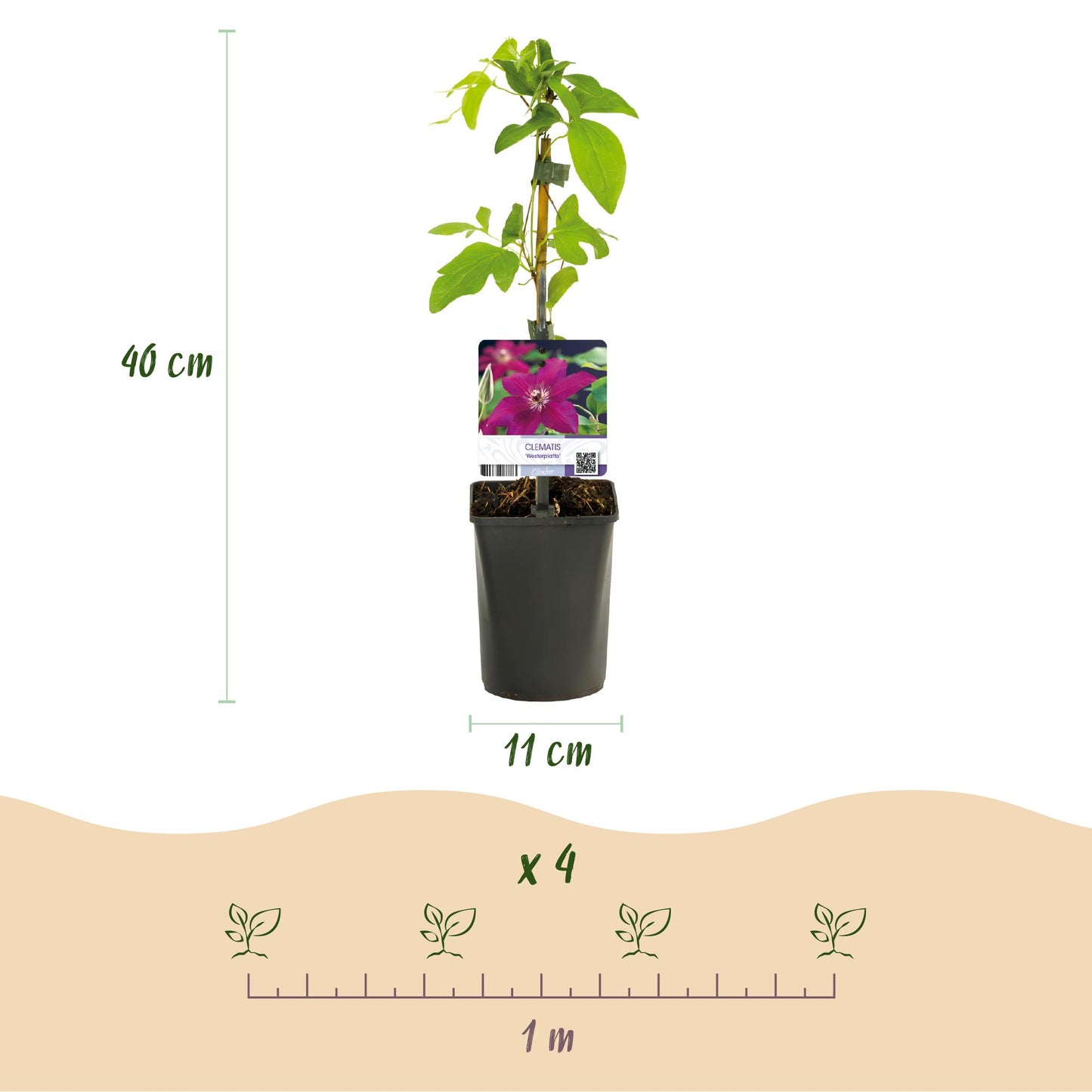 Kletterpflanze - Clematis Westerplatte - Blüte Rot - Pflegeleicht - 2 Pflanzen - Topf 11cm Höhe 40cm