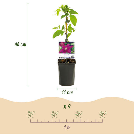 Kletterpflanze - Clematis Westerplatte - Blüte Rot - Pflegeleicht - 2 Pflanzen - Topf 11cm Höhe 40cm