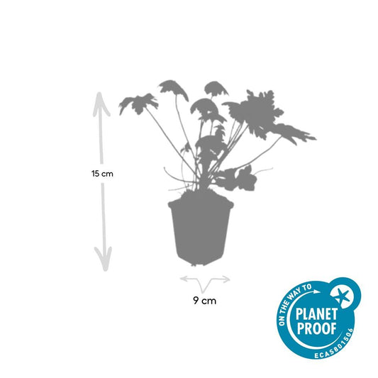 24x Geranium macr. 'Spessart' - ↕10-25cm - Ø9cm