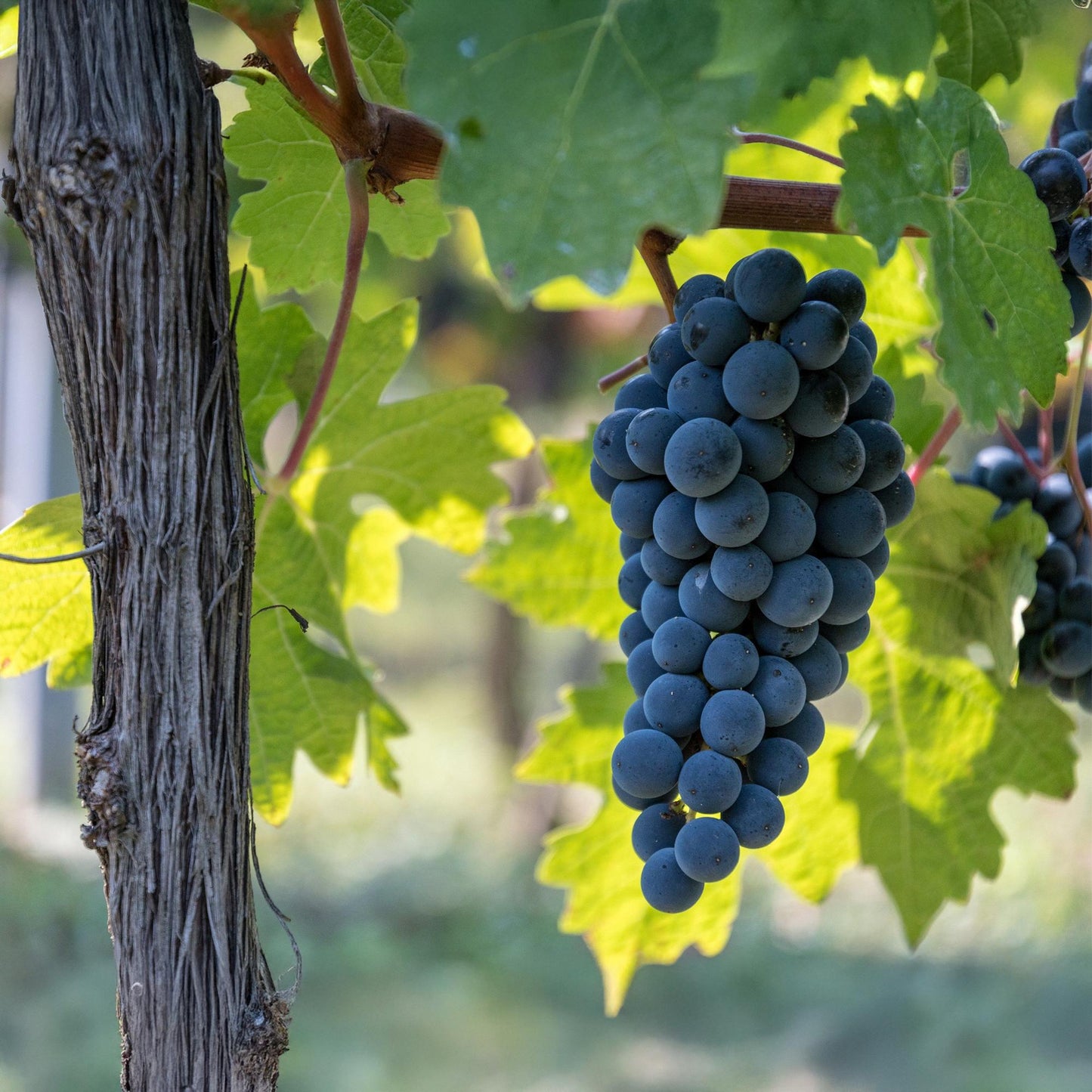 Obstpflanze - Vitis vinifera Boskoop Glory - Weinrebe - Winterhart - Blaue Traube - 2 Pflanzen - Topf 15cm - Höhe 50cm