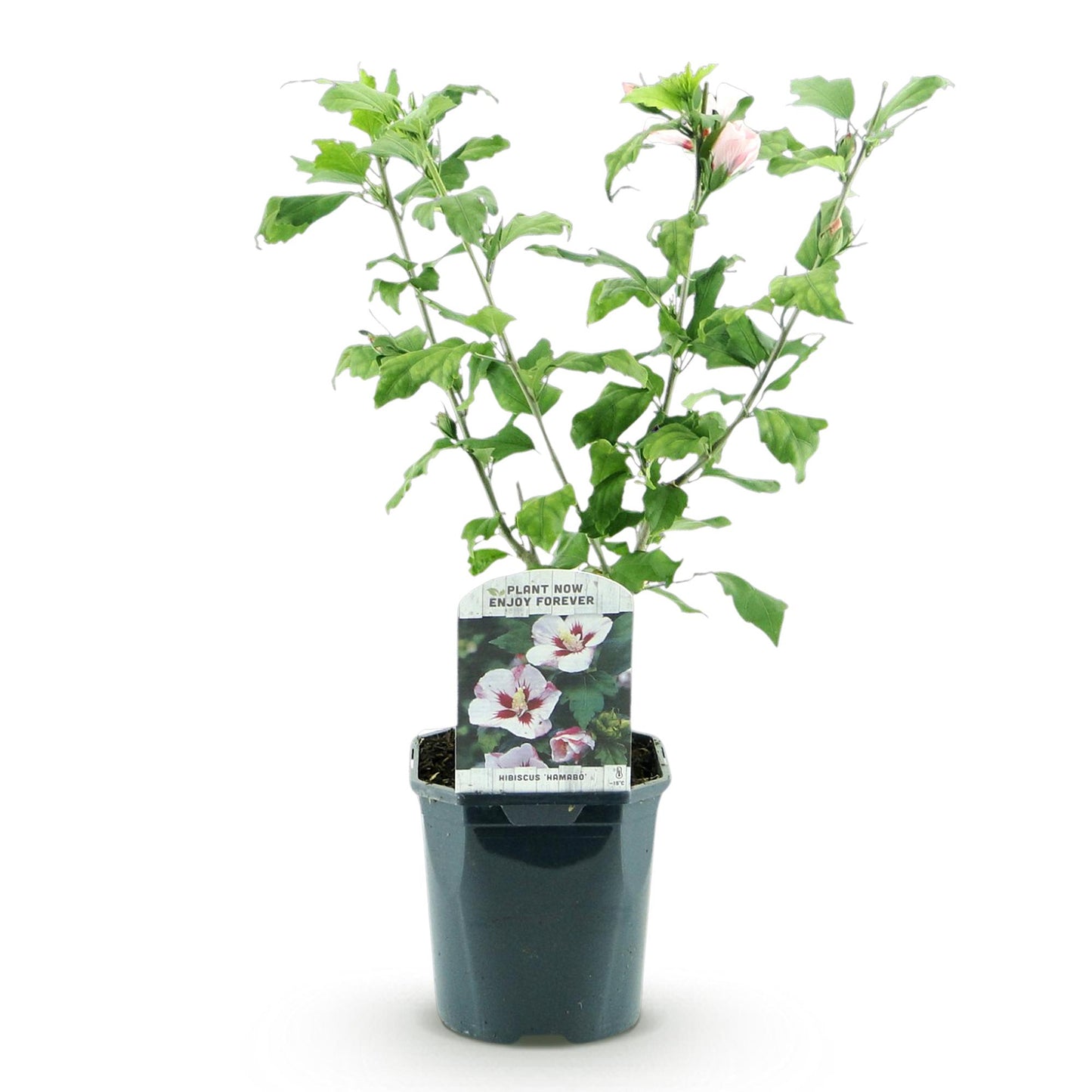 Hibiscus syriacus Hamabo - Blüte Hellrosa - 1 Pflanze - Laubabwerfend - Wenig Pflege - Topf 17cm Höhe 45cm