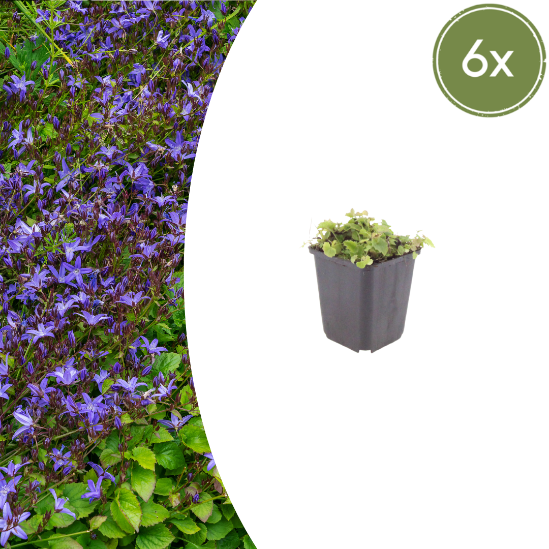 Campanula poscharskyana - ↕10-25cm - Ø9cm, 6x