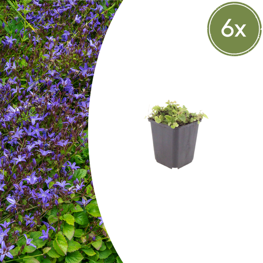 Campanula poscharskyana - ↕10-25cm - Ø9cm, 6x
