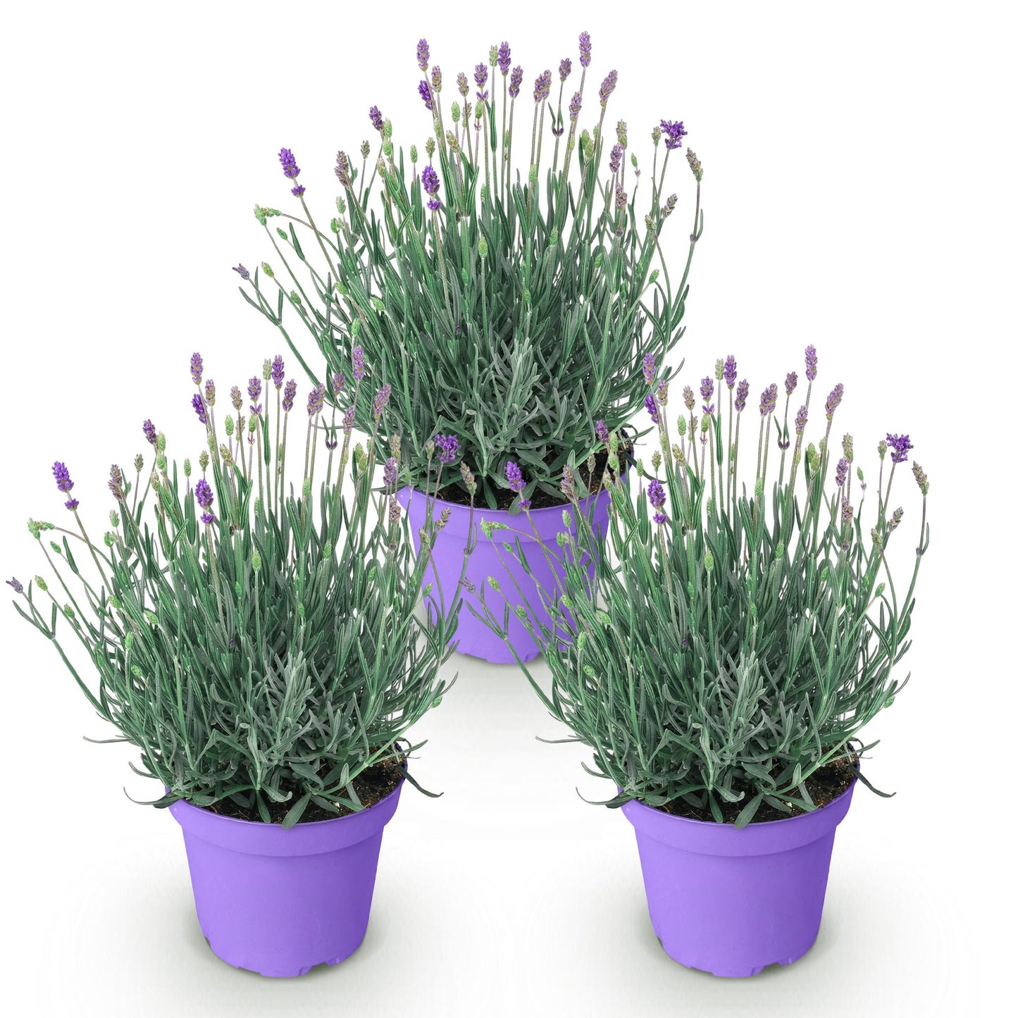 Lavandula angustifolia Munstead - Lavendel - Winterhart - Lila - 3 Pflanzen - Topf 12cm - Höhe 15-25cm