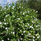 Stammpflanze - Hibiscus syriacus White Chiffon® - Terrassenpflanze - Laubabwerfend - Winterhart - Weiße Blüte - Topf 19cm Höhe 90cm
