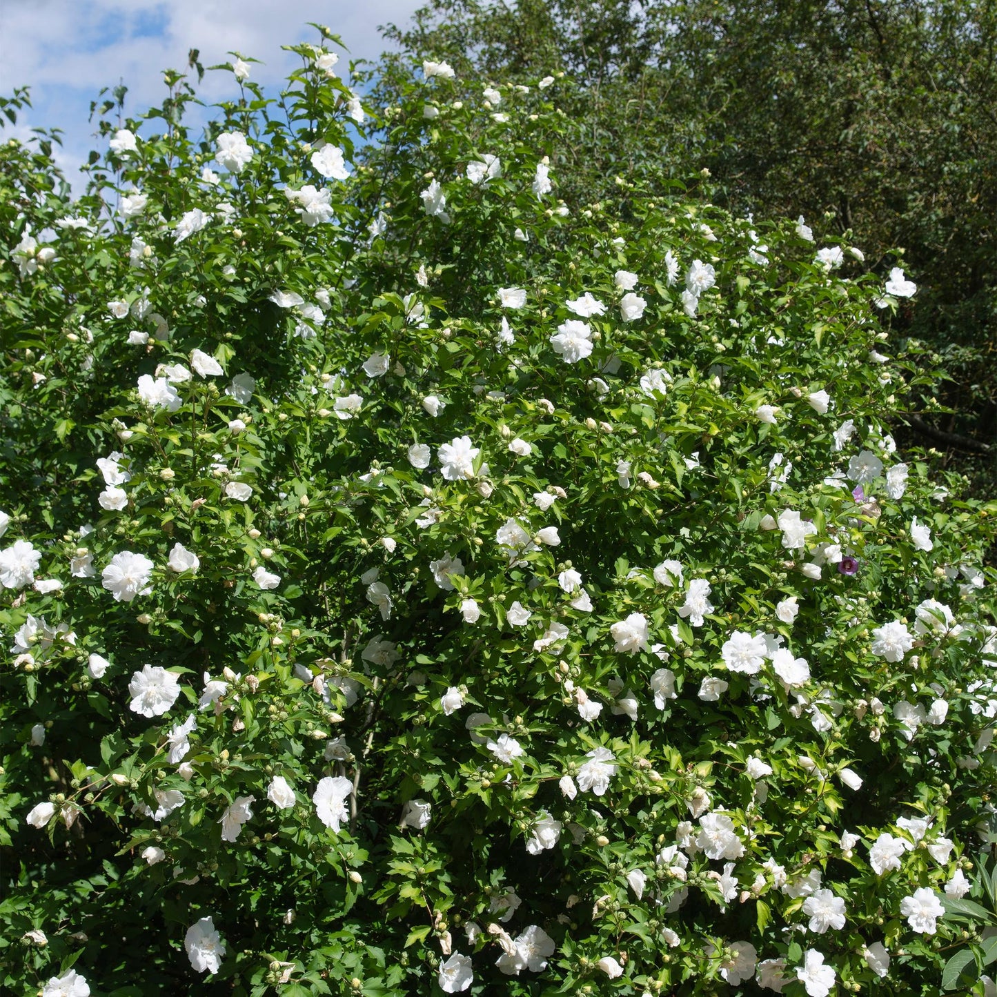 Stammpflanze - Hibiscus syriacus White Chiffon® - Terrassenpflanze - Laubabwerfend - Winterhart - Weiße Blüte - Topf 19cm Höhe 90cm