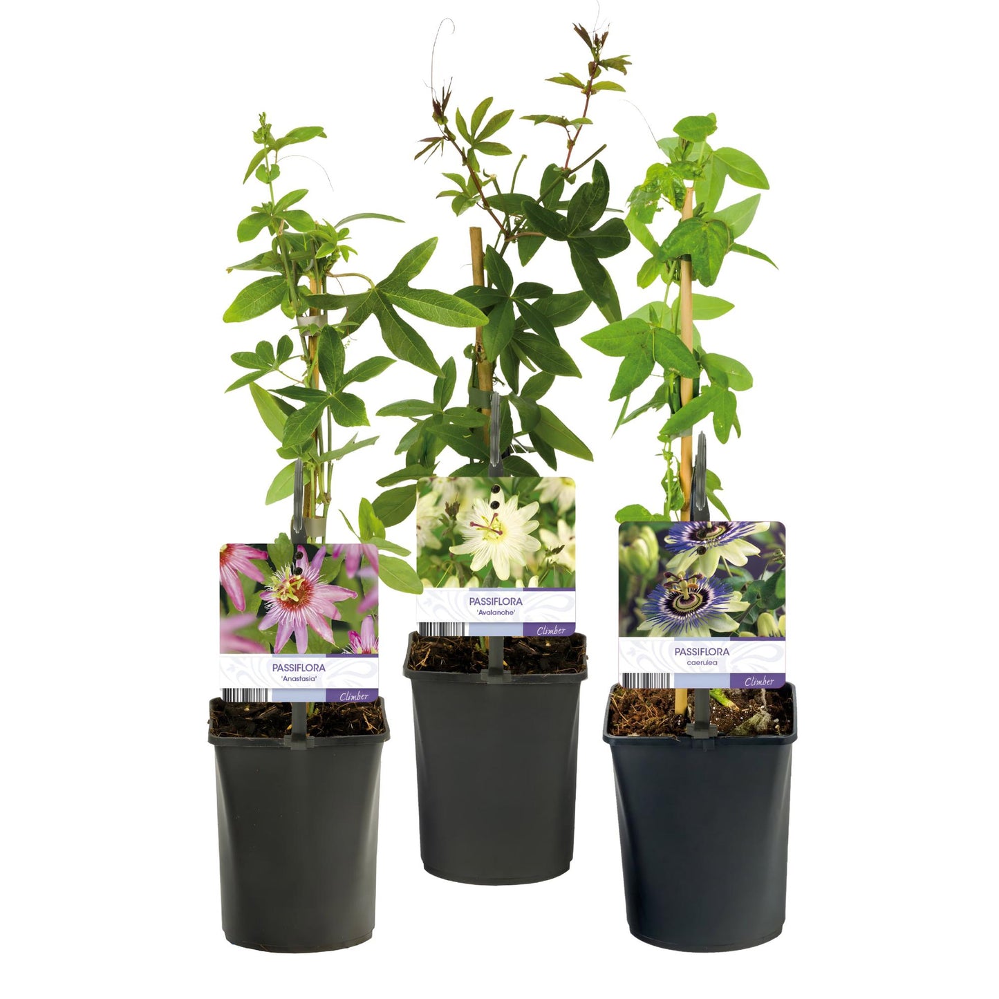 Passionsblume - Passiflora Tricolour - Blüte Rosa Weiß Lila - Wenig Pflege - 3 Pflanzen - Topf 11cm Höhe 40cm