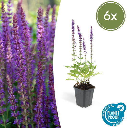 Steppen Salbei - 6x Salvia nem. 'Ostfriesland' - ↕10-25cm - Ø9cm