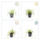 24x Carex oshim. 'Evergold'  - ↕10-25cm - Ø9cm