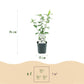 Hibiscus syriacus Red Heart - Garden Hibiscus - Hardy - White - Red - 3 Plants - Pot 17cm - Height 45cm