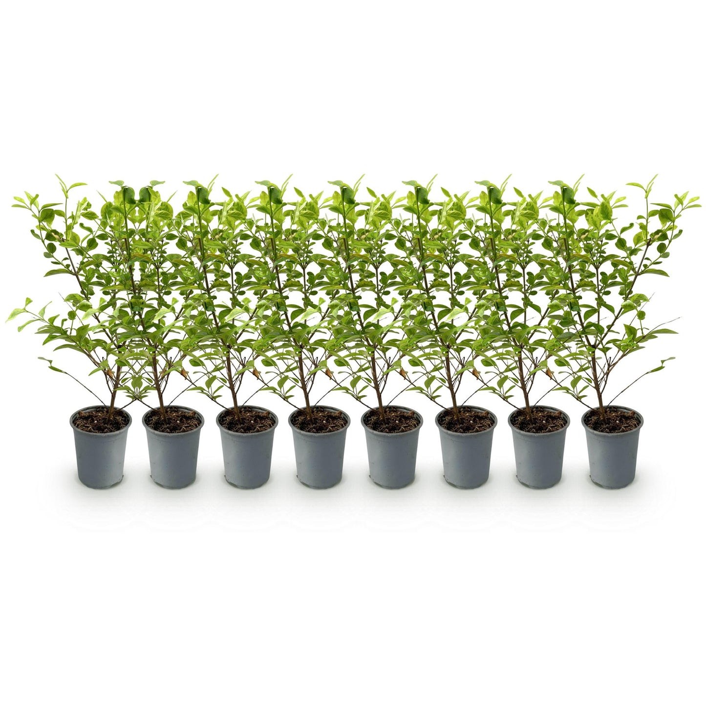 Heckenpflanzen - Ligustrum ovalifolium Aureum - Blätter gelb grün - 8 Pflanzen - 1 laufender Meter - immergrün - Topf 9cm Höhe 35-40cm