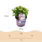 Hortensie - Hydrangea Forever & Ever - Rosa - 7-12 Blüten - Topf 23cm Höhe 55cm