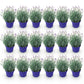Lavandula angustifolia Hidcote - Lavendel - Winterhart - Lila - 18 Pflanzen - Topf 12cm - Höhe 15-25cm