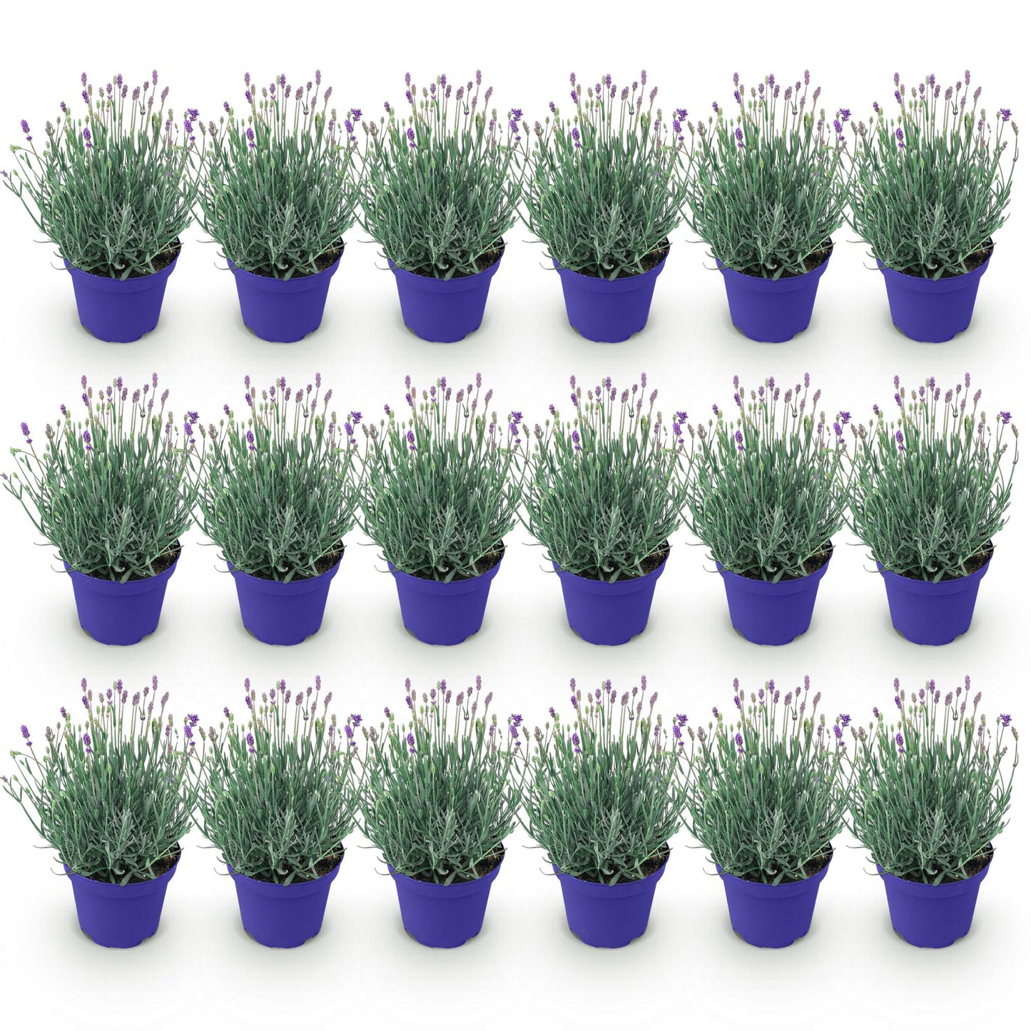 Lavandula angustifolia Hidcote - Lavendel - Winterhart - Lila - 18 Pflanzen - Topf 12cm - Höhe 15-25cm