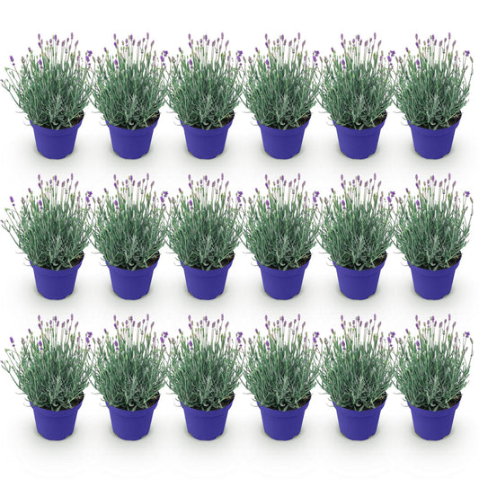Lavandula angustifolia Hidcote - Lavendel - Winterhart - Lila - 18 Pflanzen - Topf 12cm - Höhe 15-25cm