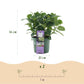 Hortensie - Hydrangea Magical Jewel Blue - Blau - 6-10 Blumen - 2 Pflanzen - Topf 23cm Höhe 55cm
