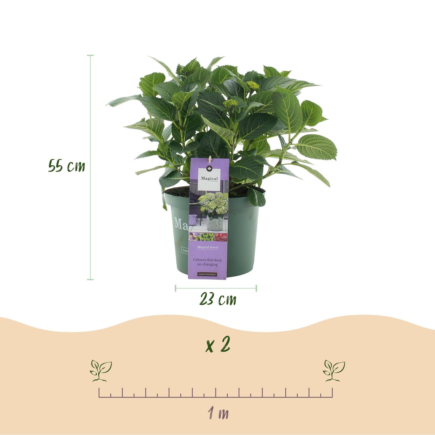Hortensie - Hydrangea Magical Jewel Blue - Blau - 6-10 Blumen - 2 Pflanzen - Topf 23cm Höhe 55cm