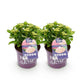 Hortensie - Hydrangea Forever & Ever - Rosa - 7-12 Blumen - 2 Pflanzen - Topf 23cm Höhe 55cm