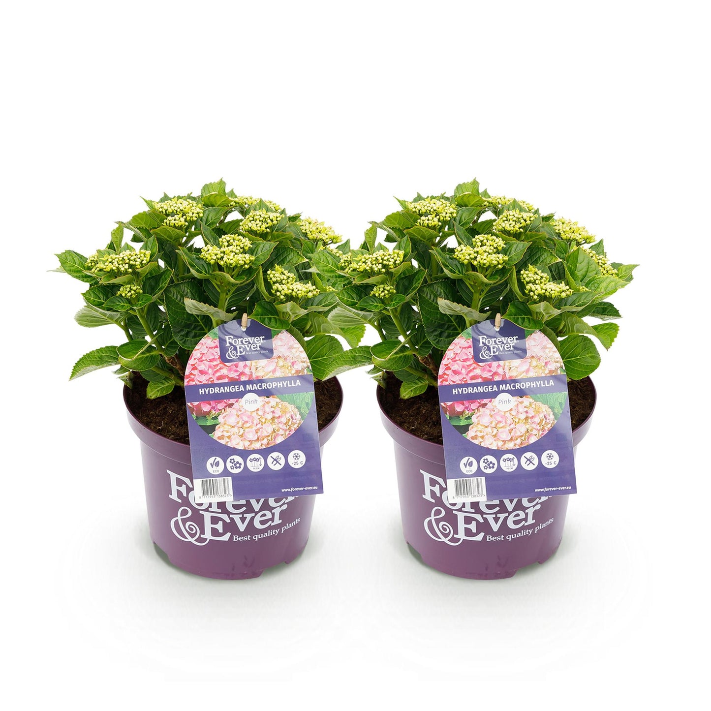 Hortensie - Hydrangea Forever & Ever - Rosa - 7-12 Blumen - 2 Pflanzen - Topf 23cm Höhe 55cm