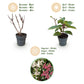 Hydrangea panniculata Living Infinity - Rispenhortensie - Winterhart - Weiß - 1 Pflanze - Topf 12cm - Höhe 20-30cm