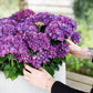 Hortensie - Hydrangea Forever & Ever - Lila - 7-12 Blumen - Topf 23cm Höhe 55cm