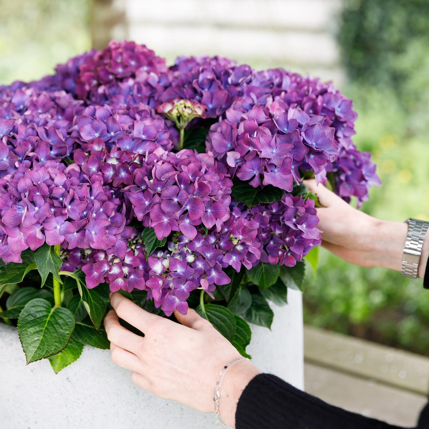 Hortensie - Hydrangea Forever & Ever - Lila - 7-12 Blumen - Topf 23cm Höhe 55cm