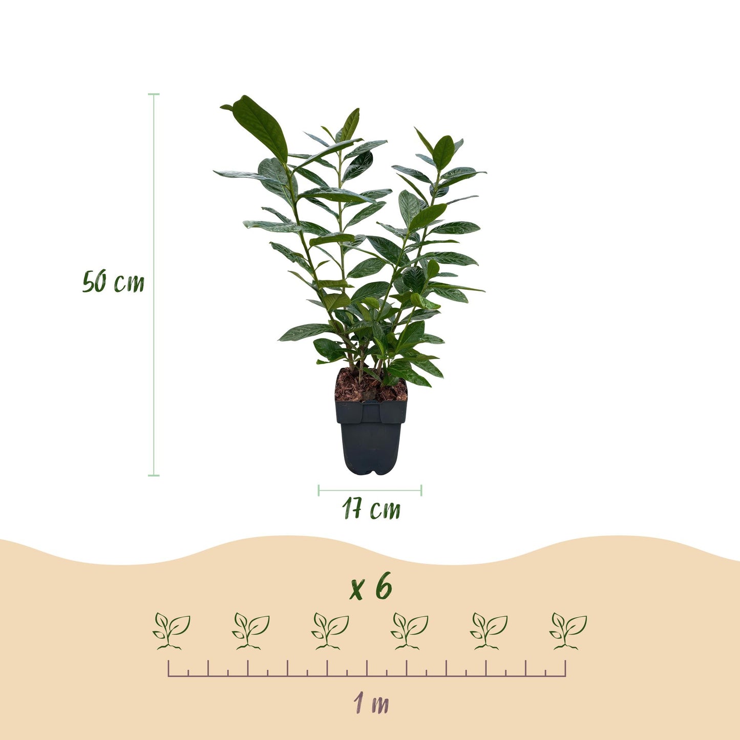 Heckenpflanzen - Prunus laurocerasus Novita - Blatt grün - 6 Pflanzen - 1 laufender Meter - immergrün - Topf 17cm Höhe 50cm