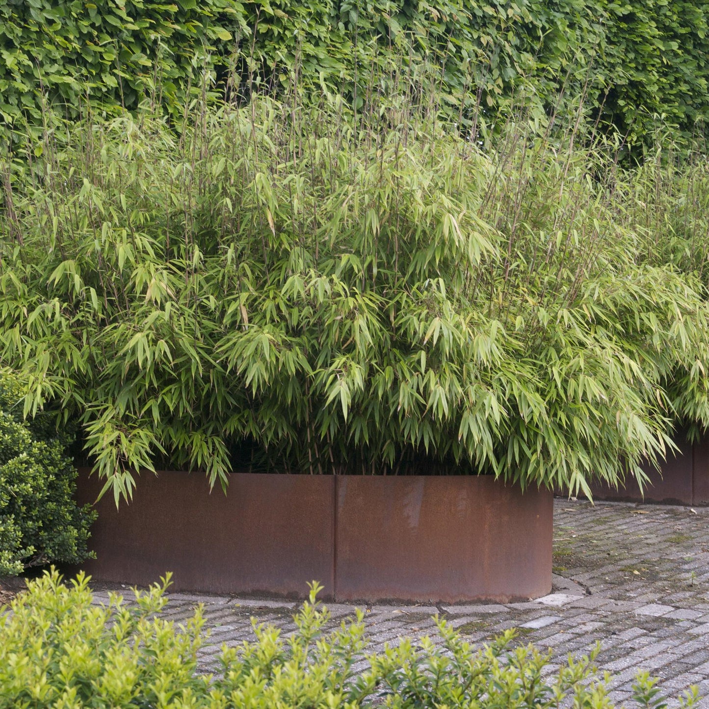 Gräser - Fargesia nitida Black Dragon - Bambus - Nicht Ausbreitend - Grün - 1 Pflanze - Topf 23 cm - Höhe 80 cm